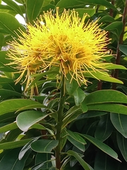 Xanthostemon chrysanthus