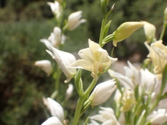 Cephalanthera epipactoides