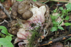Gyromitra sphaerospora