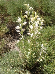 Cephalanthera epipactoides