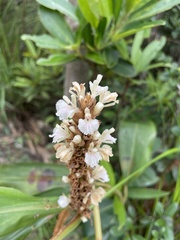 Alpinia stachyodes