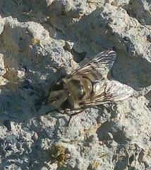 Palpada mexicana