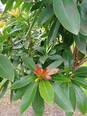 Xanthostemon chrysanthus