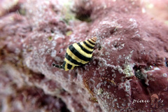 Engina zonalis