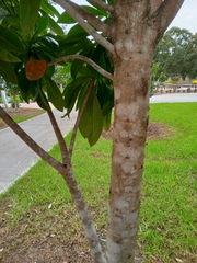 Xanthostemon chrysanthus