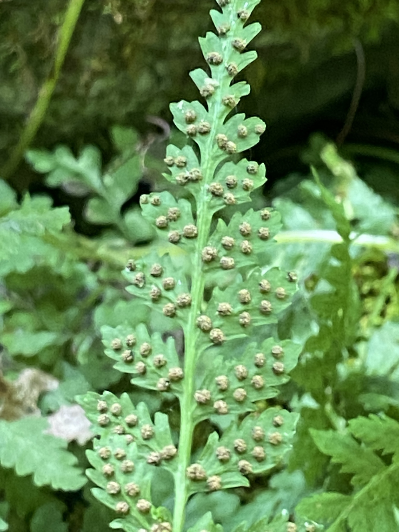 Cystopteris tennesseensis