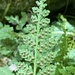 Tennessee Bulblet Fern - Photo (c) Zach Irick, some rights reserved (CC BY-NC), uploaded by Zach Irick