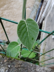 Actinidia eriantha