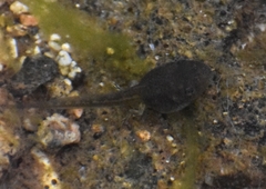 Pseudacris hypochondriaca