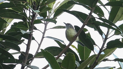Herpsilochmus axillaris
