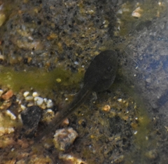 Pseudacris hypochondriaca