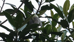 Herpsilochmus axillaris