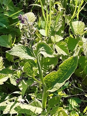 Symphytum officinale