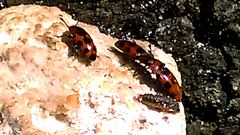 Episcaphula australis