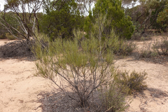 Grevillea pterosperma