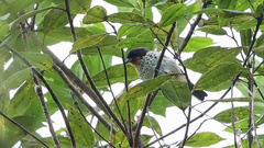 Ixothraupis rufigula