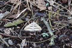 Chiasmia subcurvaria