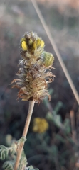 Lycaenidae