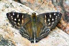 Dodona dipoea