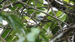 Pachyramphus versicolor