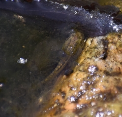 Pseudacris cadaverina