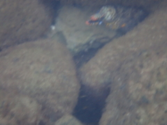 Enchelycore pardalis