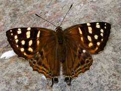 Dodona eugenes