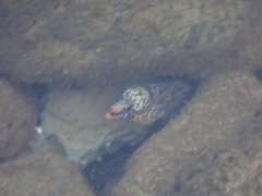 Enchelycore pardalis