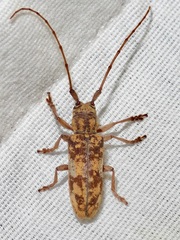 Goes variegatus