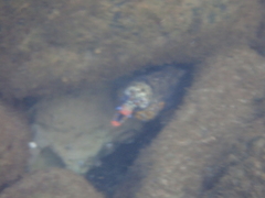 Enchelycore pardalis
