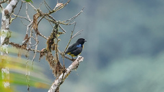 Bangsia melanochlamys