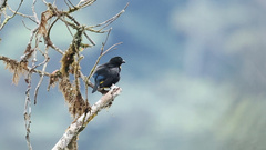 Bangsia melanochlamys