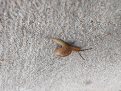 Bradybaena similaris