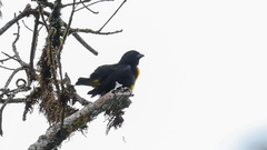 Bangsia melanochlamys