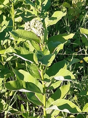 Asclepias syriaca