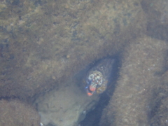 Enchelycore pardalis