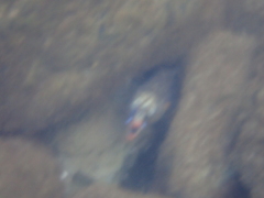 Enchelycore pardalis