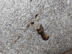 Meghimatium bilineatum