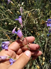 Penstemon incertus