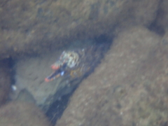 Enchelycore pardalis
