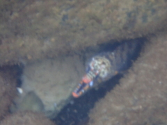 Enchelycore pardalis