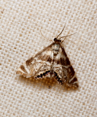 Petrophila canadensis