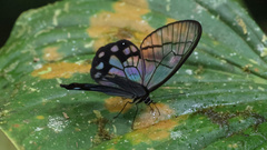 Pseudohaetera mimica