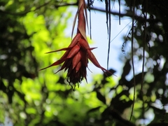 Tillandsia mateoensis