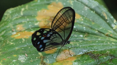 Pseudohaetera mimica