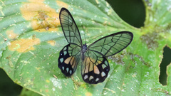 Pseudohaetera mimica