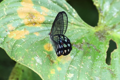 Pseudohaetera mimica