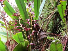 Stelis megachlamys