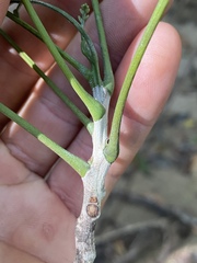 Ganophyllum falcatum