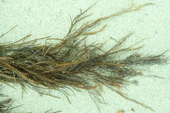 Desmarestia aculeata